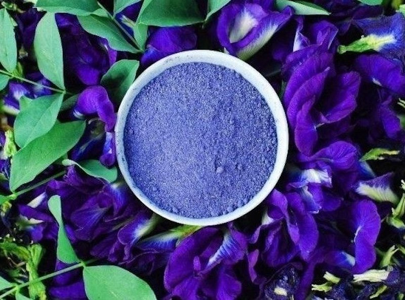 Hoa đậu biếc có tác dụng gì hoa dau biec co tac dung gi