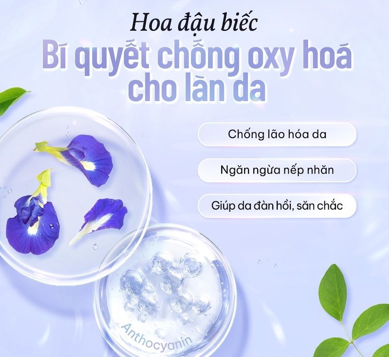 chiet xuat hoa dau biec trong serum chong lao hoa