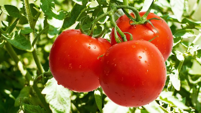 Cà chua cung cấp Vitamin C giúp chống oxi hóa tốt.