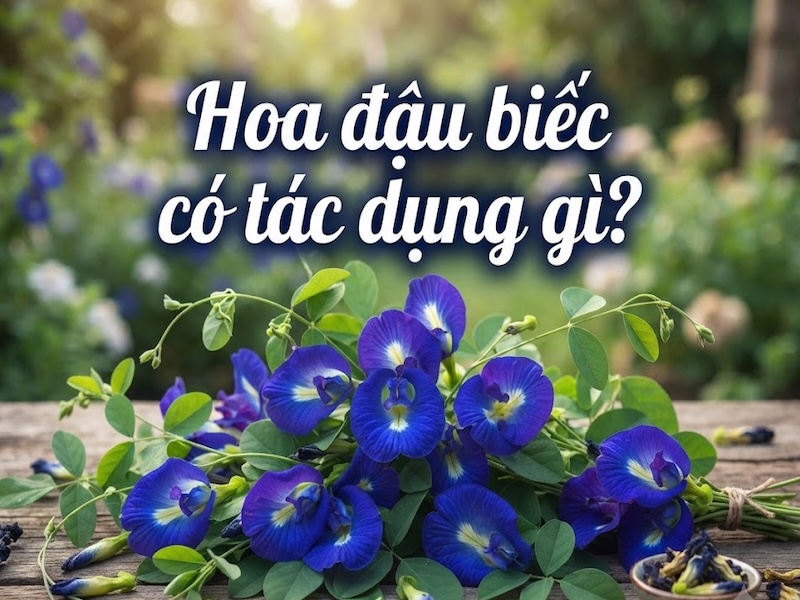 Hoa đậu biếc có tác dụng gì? 15 lợi ích nổi bật và lưu ý khi sử dụng